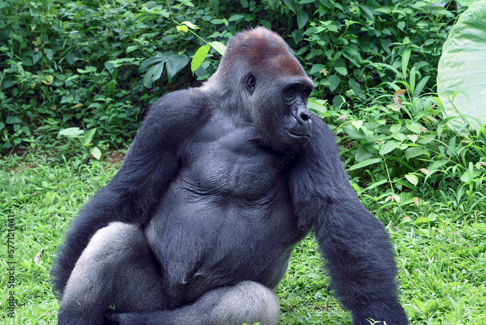 Lowland silverback gorilla in the forest