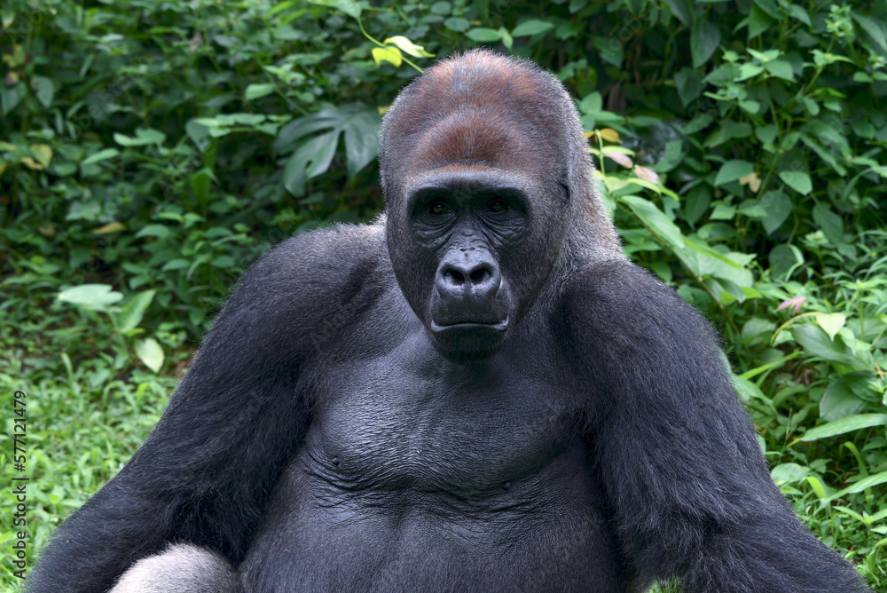 Lowland silverback gorilla in the forest