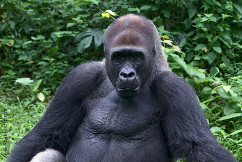 Lowland silverback gorilla in the forest © DS light photography