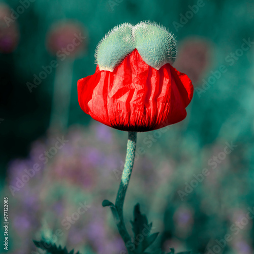 Red poppy bud on a green background.