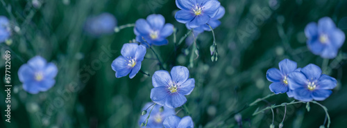 Field of blue flax in the country. photo
