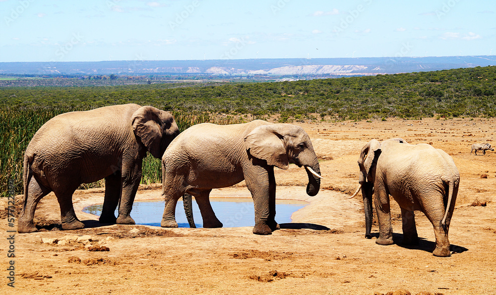 Fototapeta premium Elephants, Addo Elephant National Park, Port Elizabeth, South Africa