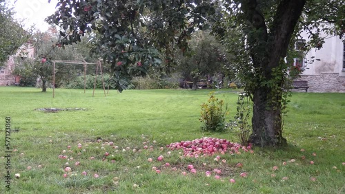 Red ripe apples on the grass under apple tree. Autumn background - fallen red apples on the green grass ground in garden