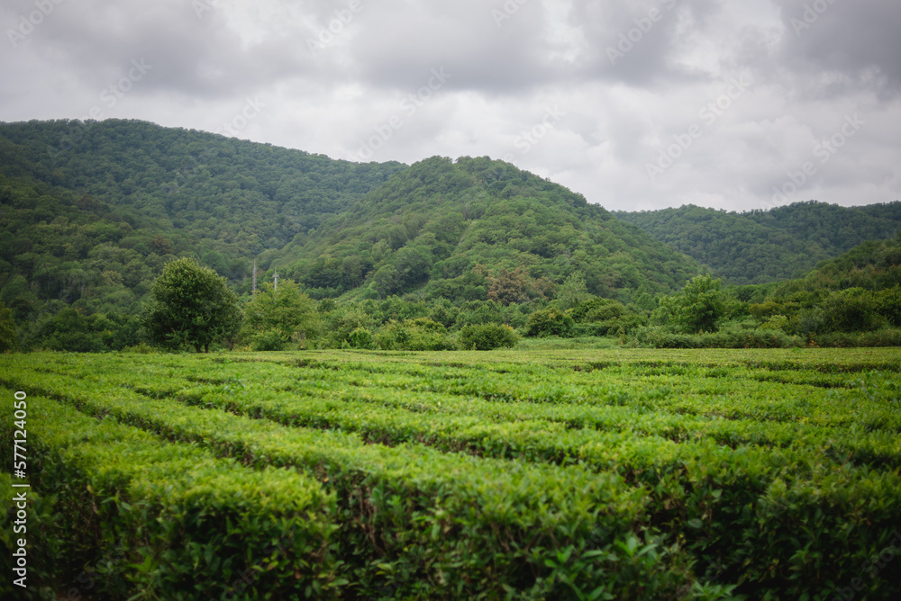Tea plantations in the mountains. Succulent green shrubs