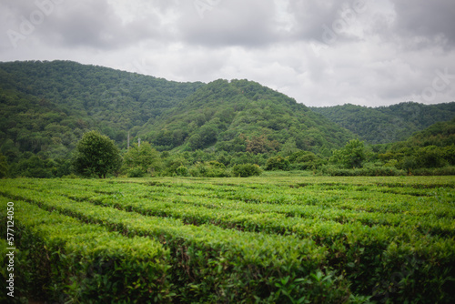 Tea plantations in the mountains. Succulent green shrubs