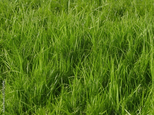 grass seeds plants weed florare production nature