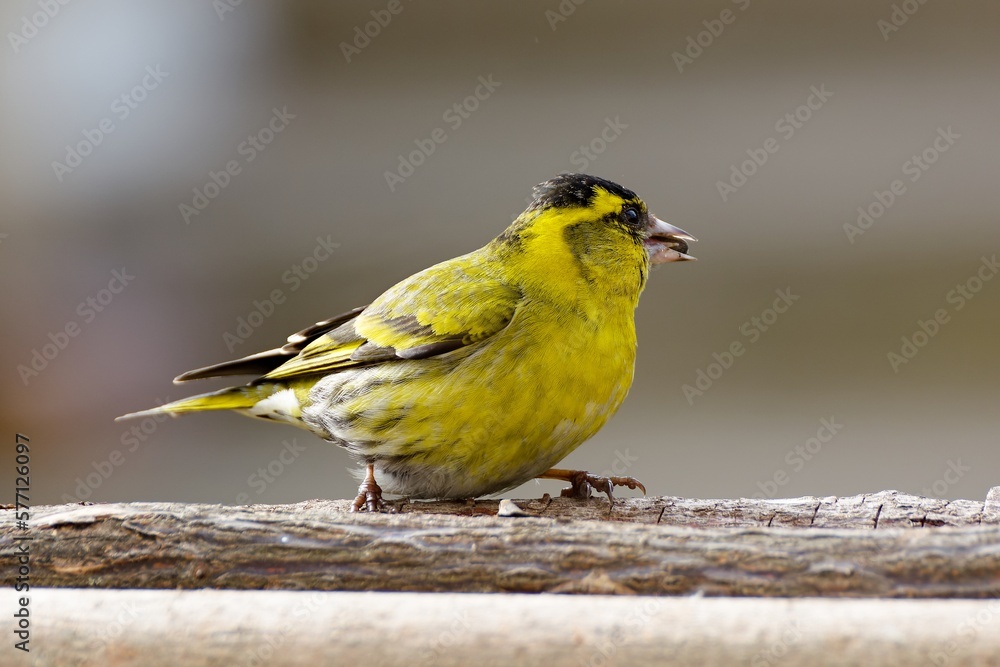 Spinus spinus, male on the feeder. Czechia Spinus spinus, male on the feeder. Czechia