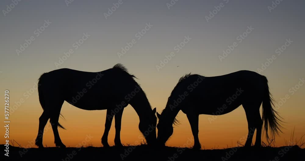 Camargue or Camarguais Horse in the Dunes at Sunrise, Camargue in the South East of France, Les Saintes Maries de la Mer, Real Time 4K Camargue or Camarguais Horse in the Dunes at Sunrise, Camargue in the South East of France, Les Saintes Maries de la Mer, Real Time 4K