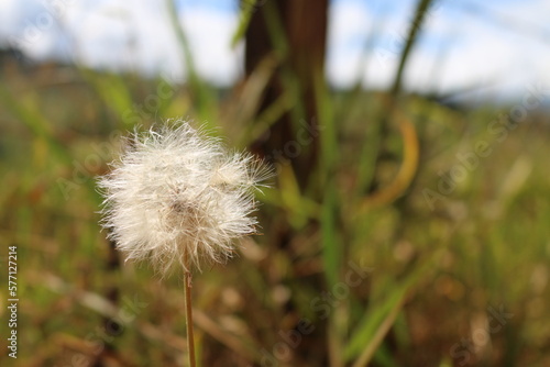 Dandelion in a field