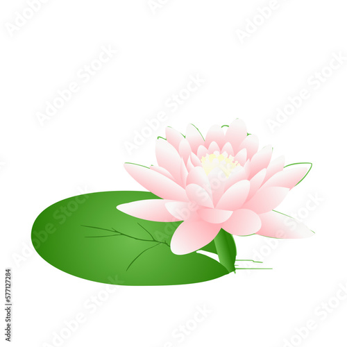 river lily