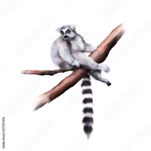 PNG realistic painting of cute ring-tailed lemur sitting on the tree isolated on transparent background 
