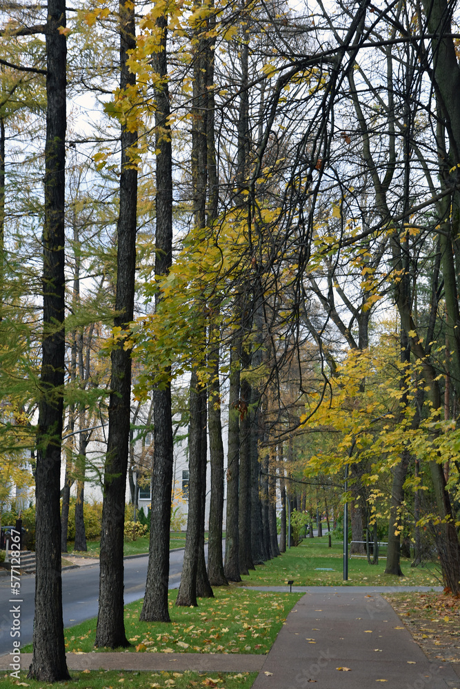 Autumn in the park