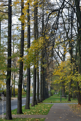 Obraz na płótnie Autumn in the park w salonie