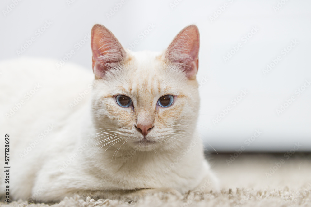 Portrait of a white kitten with some tan hair and deep blue eyes