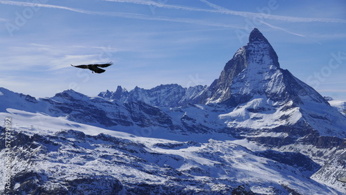 Corvidé volant au pied du mont Cervin dans le Valais. Suisse
