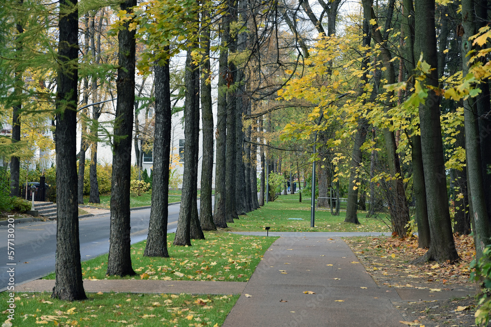 Alley in the park