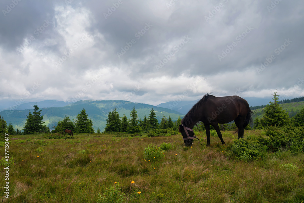 horse grazing on pasture, mountain peaks and a dramatic sky horse grazing on pasture, mountain peaks and a dramatic sky