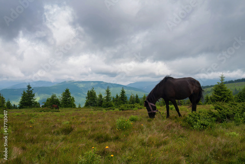 horse grazing on pasture, mountain peaks and a dramatic sky