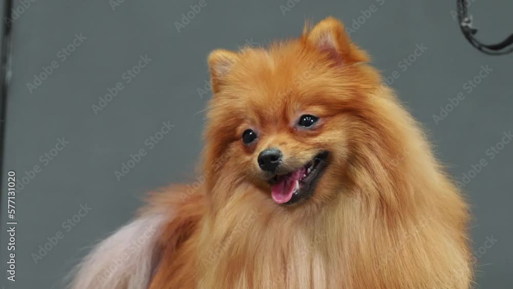 Portrait muzzle of funny well-groomed pomeranian spitz dog in grooming salon after professional hygienic and beauty procedures. Ginger fluffy happy puppy is looking at camera deeply breathing. Portrait muzzle of funny well-groomed pomeranian spitz dog in grooming salon after professional hygienic and beauty procedures. Ginger fluffy happy puppy is looking at camera deeply breathing.