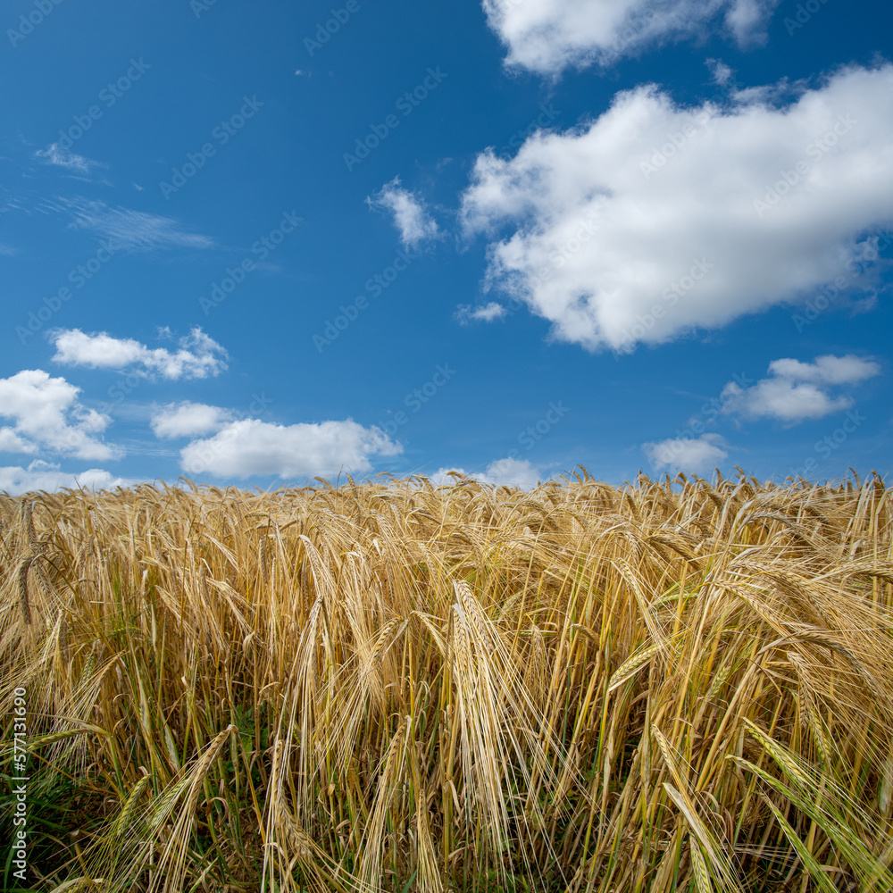 Cereal crop in a filed with blue sky and white clouds 