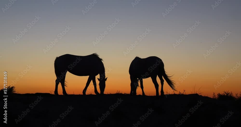 Camargue or Camarguais Horse in the Dunes at Sunrise, Camargue in the South East of France, Les Saintes Maries de la Mer, Real Time 4K Camargue or Camarguais Horse in the Dunes at Sunrise, Camargue in the South East of France, Les Saintes Maries de la Mer, Real Time 4K