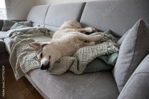 Cute Husky dog sleeping on couch sofa