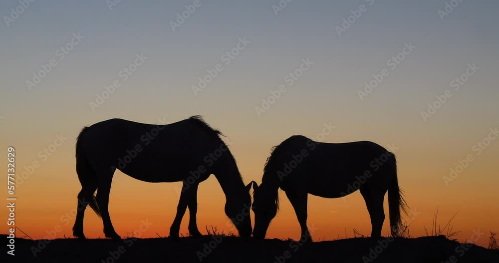 Camargue or Camarguais Horse in the Dunes at Sunrise, Camargue in the South East of France, Les Saintes Maries de la Mer, Real Time 4K Camargue or Camarguais Horse in the Dunes at Sunrise, Camargue in the South East of France, Les Saintes Maries de la Mer, Real Time 4K