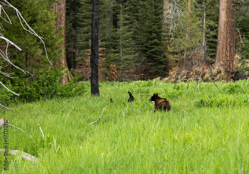 Black Bear Runs Away through Thick Grass