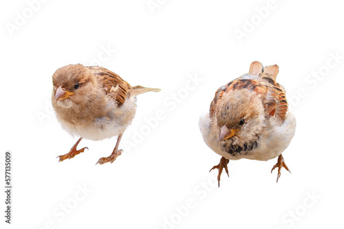 Two sparrows looking from the curb, close-up, isolated on a white background © Андрей Журавлев