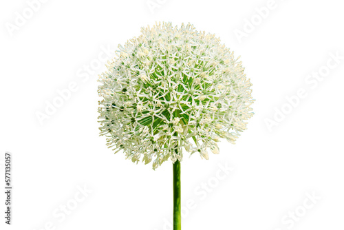 Ornamental onion White giant on green background, close-up, isolated on a white background photo