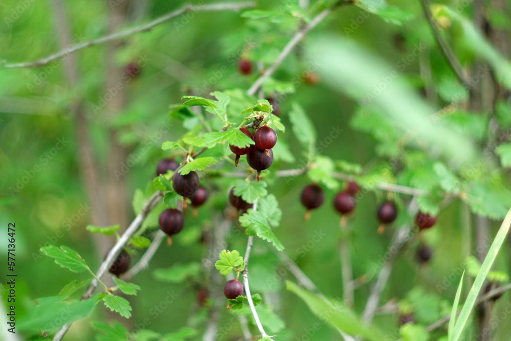 Gooseberry on a branch of a gooseberry Bush in the garden. Selective focus. Harvest berries in horticulture. Gooseberry on a branch of a gooseberry Bush in the garden. Selective focus. Harvest berries in horticulture.