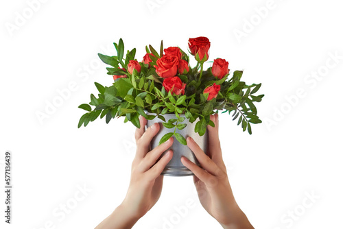 Fototapeta Naklejka Na Ścianę i Meble -  Women's hands holding a bucket of red roses, isolated on a white background. A bouquet of beautiful little flowers