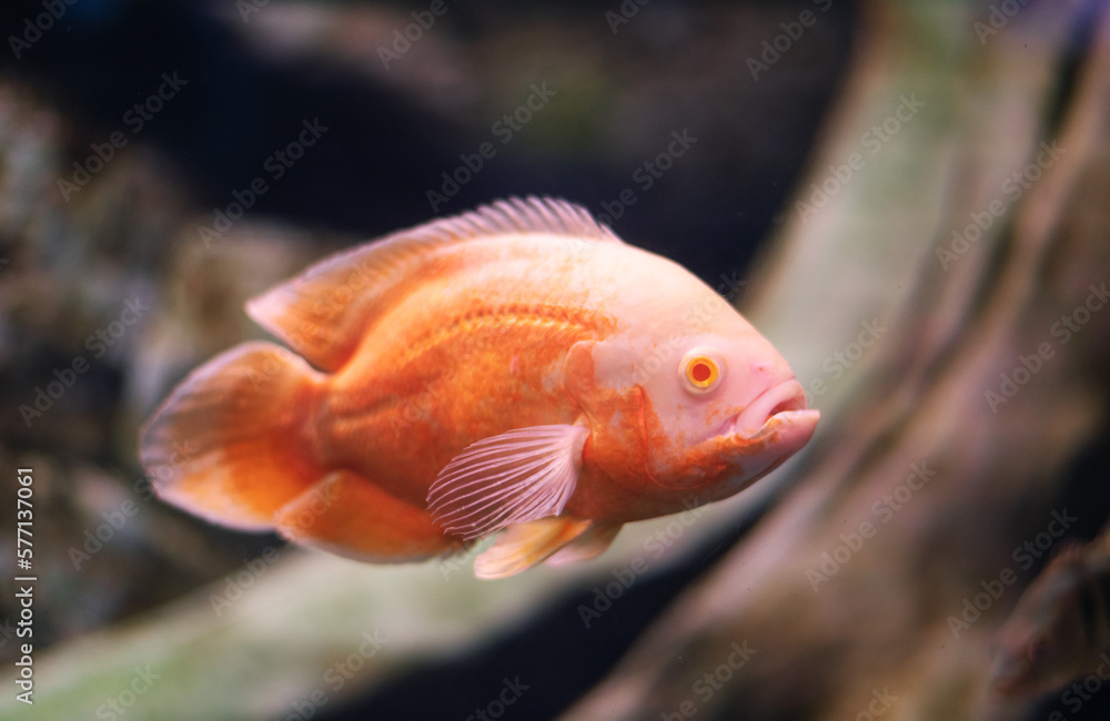 Albino Oscar fish in fresh water Aquarium on blue background. The oscar (Astronotus ocellatus) names tiger oscar, velvet cichlid, and marble cichlid. Albino Oscar fish in fresh water Aquarium on blue background. The oscar (Astronotus ocellatus) names tiger oscar, velvet cichlid, and marble cichlid.