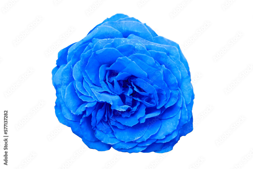 Obraz premium Unfolded blue rose Flower with green leaves, close-up, isolated on a white background