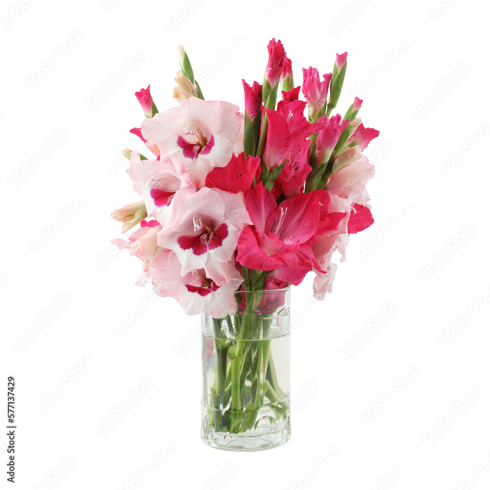 Bouquet of pink gladiolus flowers isolated on transparent background Bouquet of pink gladiolus flowers isolated on transparent background