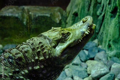 Head young crocodile with teeth sticking out mouth.