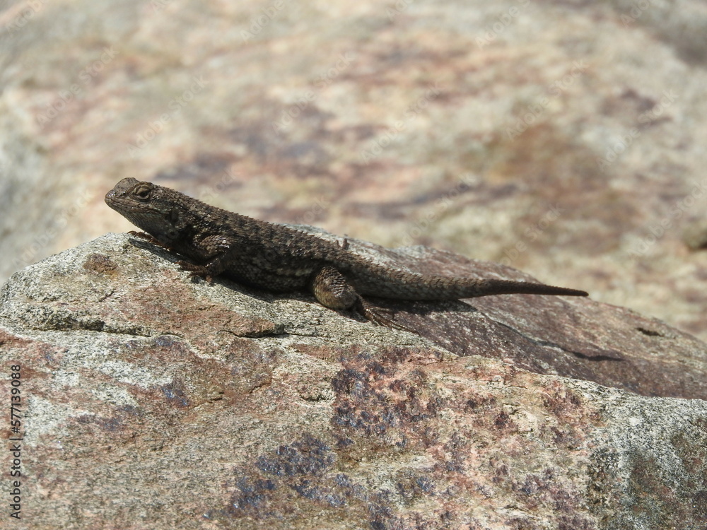 A western fence lizard enjoying the warmth of the sun, in the Angeles National Forest, San Gabriel Mountains, California. A western fence lizard enjoying the warmth of the sun, in the Angeles National Forest, San Gabriel Mountains, California.