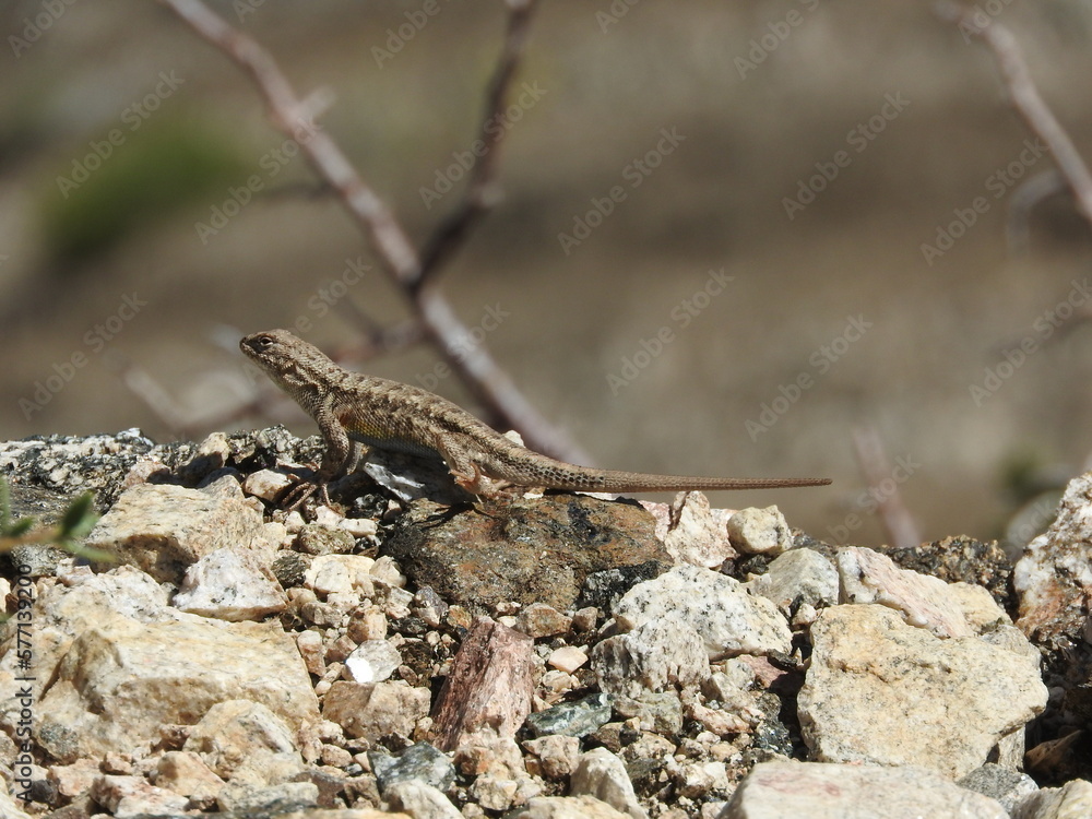 A western fence lizard enjoying the warmth of the sun, in the Angeles National Forest, San Gabriel Mountains, California. A western fence lizard enjoying the warmth of the sun, in the Angeles National Forest, San Gabriel Mountains, California.