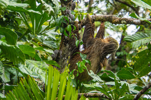 mother two-toed sloth hanging on a tree with her baby s arm holding her side  