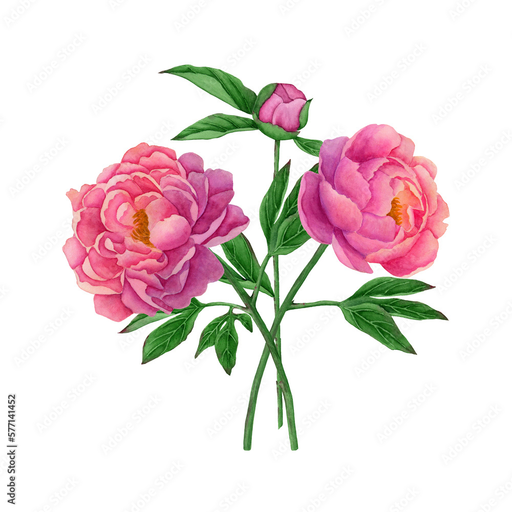 Pink peony flowers in watercolor. The bouquet is suitable for printing designs on invitations and postcards. Isolated on a white background. 
