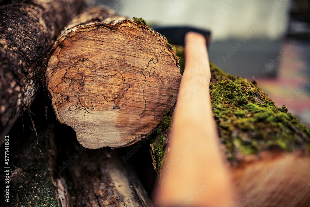 cut tree trunk