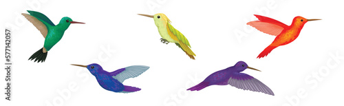 Colorful Hummingbird Species with Long Beak Fluttering with Bright Wings Vector Set