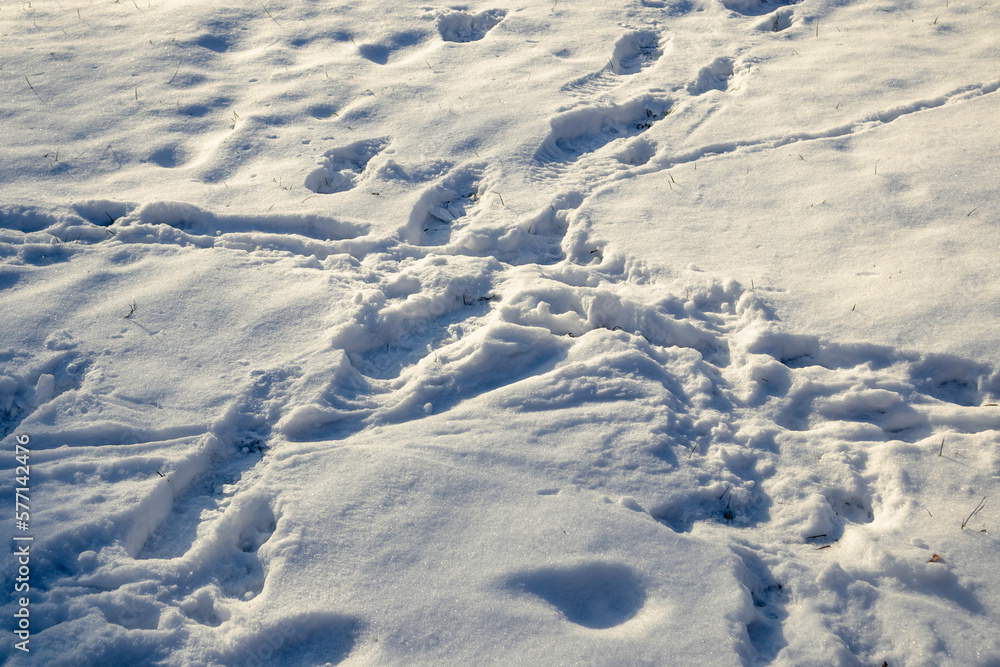 Multiple footprints on white snow. Crossed footprints in the snow Multiple footprints on white snow. Crossed footprints in the snow