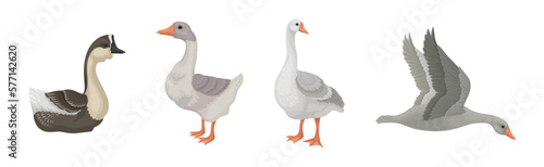 Goose White and Grey Domestic and Wild Birds Vector Set