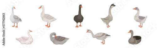 Goose White and Grey Domestic and Wild Birds Vector Set