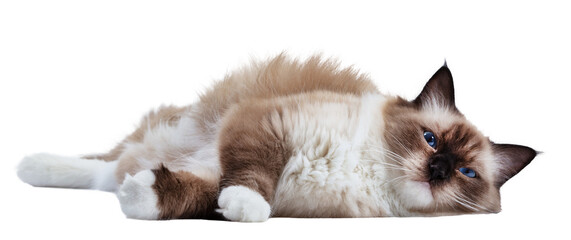 Cat Ragdoll isolated on transparent background