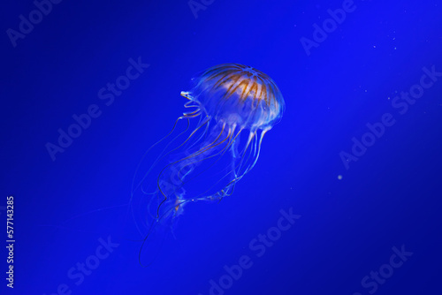 macro photography underwater northern sea nettle or brown jellyfish jellyfish