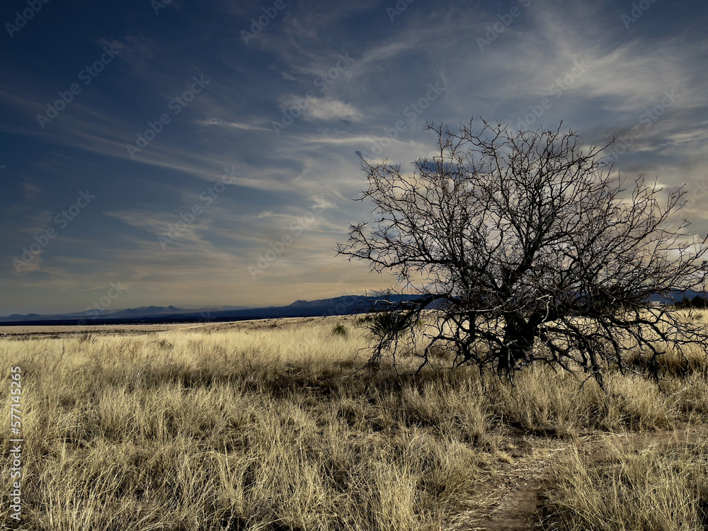 A solemn tree in the empty fields and meadows of Southeast Arizona.