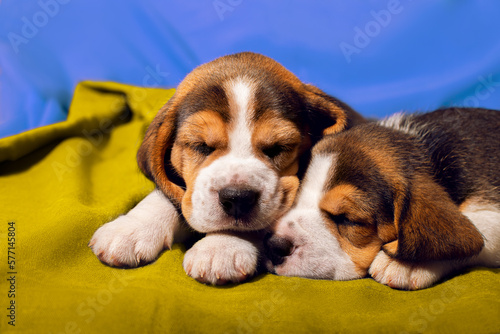 beagle puppy sleeping © malinaphoto