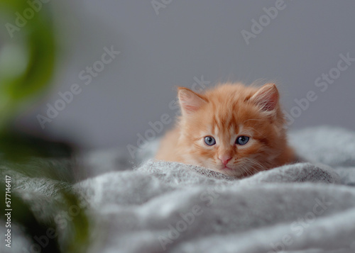 Ginger kitten. red orange kitten sit on grey blanket. Sweet adorable kitten .Funny kitten